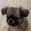 Haruのプロフィール画像