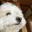 りょうがのプロフィール画像