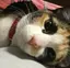 IMOのプロフィール画像