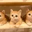 ぬーのプロフィール画像