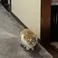 美成のプロフィール画像