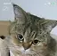 シュウのプロフィール画像