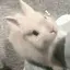 にゃんのプロフィール画像