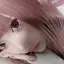 くれあのプロフィール画像