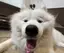 ぼろのプロフィール画像