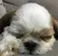 りんのプロフィール画像