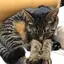 AOのプロフィール画像