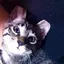 pのプロフィール画像