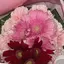 ここのプロフィール画像
