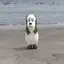 ワンワンのプロフィール画像