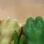 おおなつのプロフィール画像