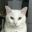 ハチのプロフィール画像
