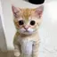 macoのプロフィール画像