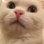 南天のプロフィール画像