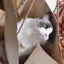 みきのプロフィール画像