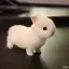 ぎゅのプロフィール画像
