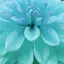 blue dahliaのプロフィール画像