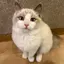 凛夏のプロフィール画像