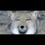 きしめん。のプロフィール画像