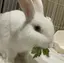 ぶちのプロフィール画像