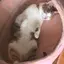 はるのプロフィール画像