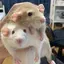 EdogawaLazyのプロフィール画像