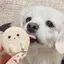 ponのプロフィール画像