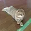 ミネのプロフィール画像