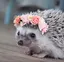 ねねのプロフィール画像