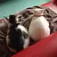 むさこじのプロフィール画像