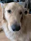 れーにゃんのプロフィール画像