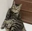 しろくまのプロフィール画像