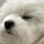 のんのプロフィール画像