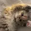 Rのプロフィール画像