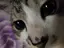 cocoのプロフィール画像