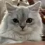 ねこのプロフィール画像
