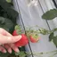 あんずのプロフィール画像
