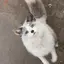 Luneのプロフィール画像