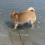 よしのプロフィール画像