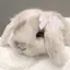 ぐぅみのプロフィール画像