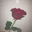 Marieのプロフィール画像