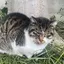 スカイのプロフィール画像