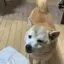 mayuuのプロフィール画像