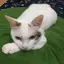 すーのプロフィール画像