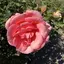 ひよこのプロフィール画像