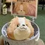 のきのプロフィール画像