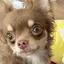 えりちょんのプロフィール画像