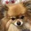 ぴょんのプロフィール画像