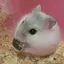 リカのプロフィール画像