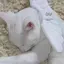あのプロフィール画像
